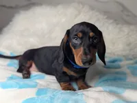 Randy, a male Miniature Dachshund for sale in Moreno Valley, CA – 6 of 6