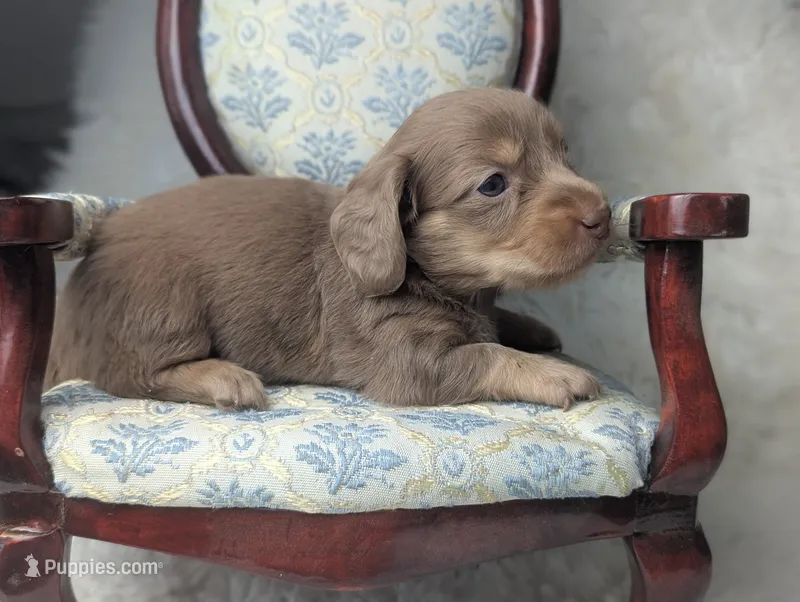 Sugar – Miniature Dachshund puppy for sale in Moreno Valley, CA