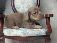 Sugar, a female Miniature Dachshund for sale in Moreno Valley, CA – 1 of 7