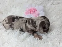 Starla, a female Miniature Dachshund for sale in Moreno Valley, CA – 3 of 7