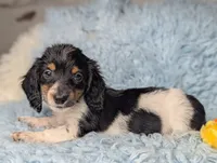 Leo, a male Miniature Dachshund for sale in Moreno Valley, CA – 2 of 6