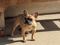 Pancake, a female French Bulldog for sale in Moreno Valley, CA – 5 of 6