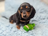 Ronnie, a male Miniature Dachshund for sale in Moreno Valley, CA – 2 of 6