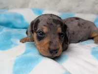 Ranger, a male Miniature Dachshund for sale in Moreno Valley, CA – 3 of 6