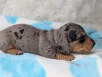 Ranger, a male Miniature Dachshund for sale in Moreno Valley, CA – 5 of 6