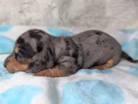 Ranger, a male Miniature Dachshund for sale in Moreno Valley, CA – 6 of 6