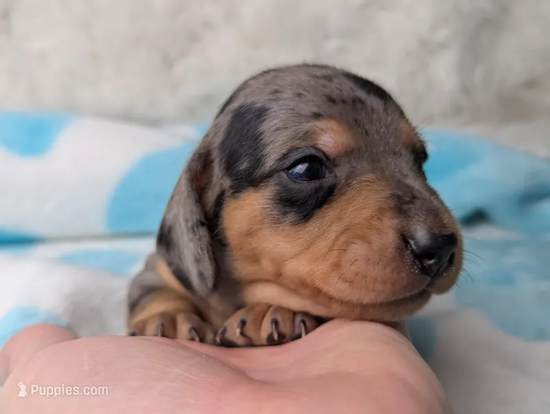 Ranger – Miniature Dachshund puppy for sale in Moreno Valley, CA