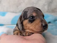 Ranger, a male Miniature Dachshund for sale in Moreno Valley, CA – 1 of 6