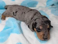 Ranger, a male Miniature Dachshund for sale in Moreno Valley, CA – 4 of 6