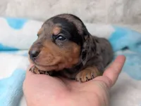 Ranger, a male Miniature Dachshund for sale in Moreno Valley, CA – 2 of 6