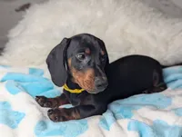 Mikey, a male Miniature Dachshund for sale in Moreno Valley, CA – 5 of 6