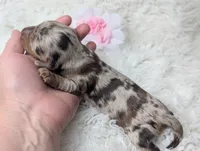 Starla, a female Miniature Dachshund for sale in Moreno Valley, CA – 2 of 7