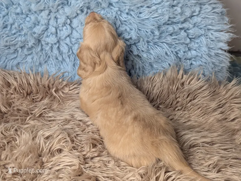 Kingston – Miniature Dachshund puppy for sale in Moreno Valley, CA