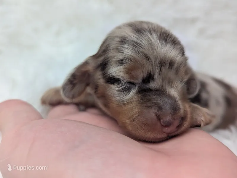 Starla – Miniature Dachshund puppy for sale in Moreno Valley, CA