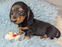 Buck, a male Miniature Dachshund for sale in Moreno Valley, CA – 2 of 6