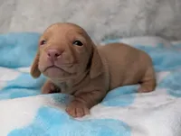 Roy, a male Miniature Dachshund for sale in Moreno Valley, CA – 3 of 6