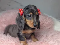 Sally, a female Miniature Dachshund for sale in Moreno Valley, CA – 3 of 8