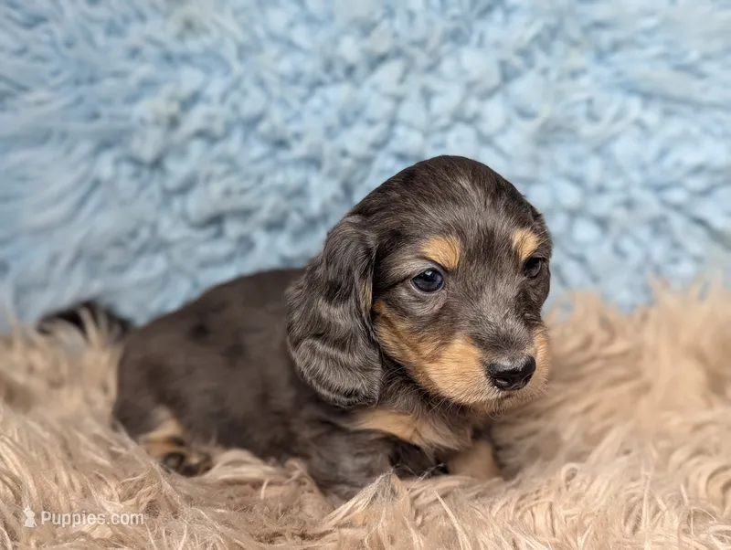 Sirus – Miniature Dachshund puppy for sale in Moreno Valley, CA