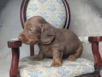 Nelson, a male Miniature Dachshund for sale in Moreno Valley, CA – 5 of 6