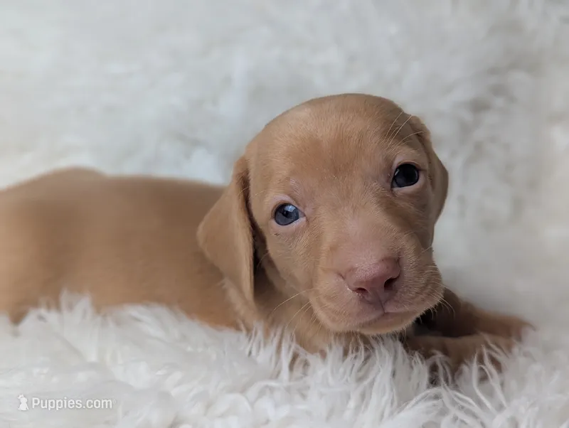 Roy – Miniature Dachshund puppy for sale in Moreno Valley, CA