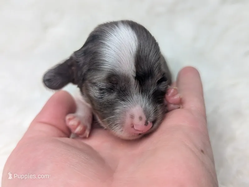 Doogie – Miniature Dachshund puppy for sale in Moreno Valley, CA