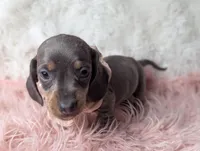 Saphire, a female Miniature Dachshund for sale in Moreno Valley, CA – Photo 3 of 8