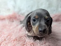 Saphire, a female Miniature Dachshund for sale in Moreno Valley, CA – Photo 2 of 8