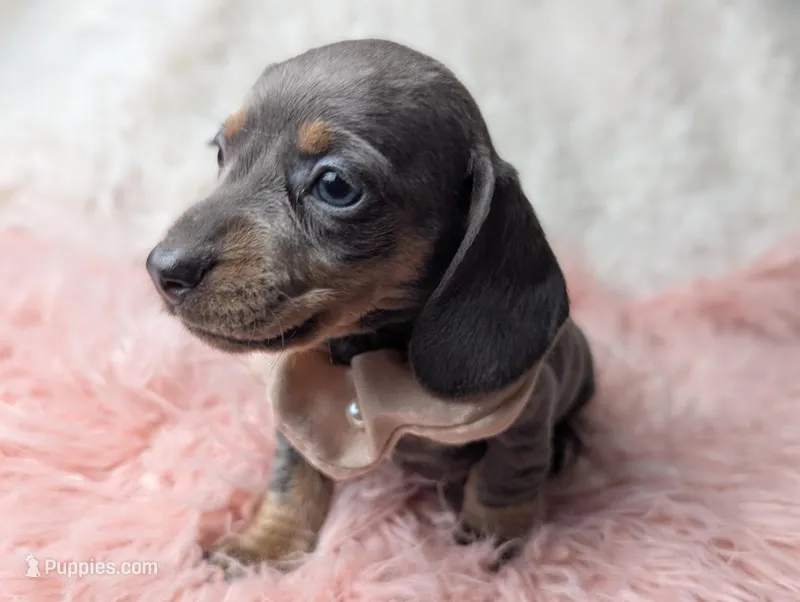 Saphire – Miniature Dachshund puppy for sale in Moreno Valley, CA