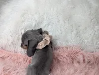 Saphire, a female Miniature Dachshund for sale in Moreno Valley, CA – Photo 6 of 8