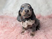 Saphire, a female Miniature Dachshund for sale in Moreno Valley, CA – Photo 4 of 8