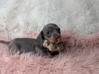 Saphire, a female Miniature Dachshund for sale in Moreno Valley, CA – Photo 5 of 8