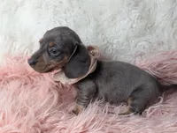 Saphire, a female Miniature Dachshund for sale in Moreno Valley, CA – Photo 7 of 8