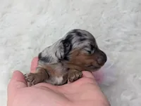 Onyx, a female Miniature Dachshund for sale in Moreno Valley, CA – 5 of 7