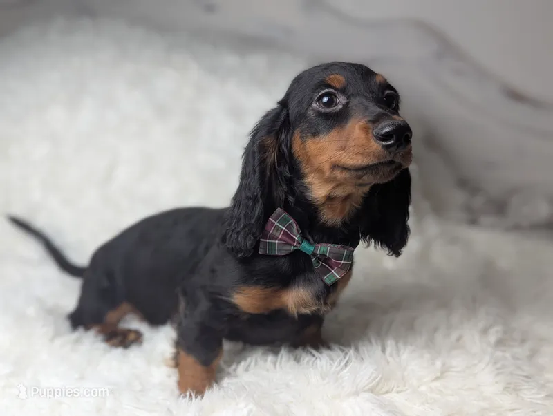 Artie – Miniature Dachshund puppy for sale in Moreno Valley, CA