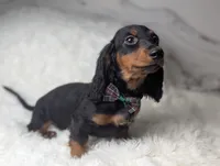 Artie, a male Miniature Dachshund for sale in Moreno Valley, CA – 1 of 6