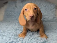 Roy, a male Miniature Dachshund for sale in Moreno Valley, CA – 1 of 7