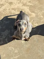 Tilly, a female Miniature Dachshund for sale in Moreno Valley, CA – 8 of 10