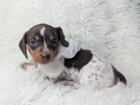 Penny, a female Miniature Dachshund for sale in Moreno Valley, CA – 3 of 6
