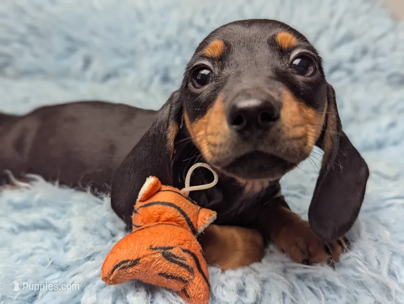 Bart – Miniature Dachshund puppy for sale in Moreno Valley, CA