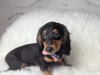Thomas, a male Miniature Dachshund for sale in Moreno Valley, CA – 5 of 6