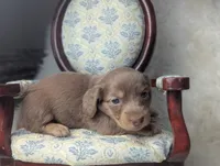 Sugar, a female Miniature Dachshund for sale in Moreno Valley, CA – 3 of 7