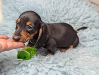 Ronnie, a male Miniature Dachshund for sale in Moreno Valley, CA – 6 of 6