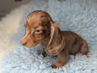 Maverick , a male Miniature Dachshund for sale in Moreno Valley, CA – 6 of 8
