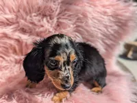 Frannie, a female Miniature Dachshund for sale in Moreno Valley, CA – 6 of 8