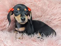 Lilly, a female Miniature Dachshund for sale in Moreno Valley, CA – 4 of 7