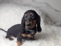 Artie, a male Miniature Dachshund for sale in Moreno Valley, CA – 2 of 6