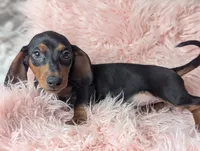 Suzy, a female Miniature Dachshund for sale in Moreno Valley, CA – 6 of 6