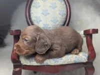Nelson, a male Miniature Dachshund for sale in Moreno Valley, CA – 2 of 6