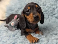 Sherman, a male Miniature Dachshund for sale in Moreno Valley, CA – 1 of 6