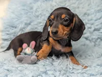 Sherman, a male Miniature Dachshund for sale in Moreno Valley, CA – 2 of 6